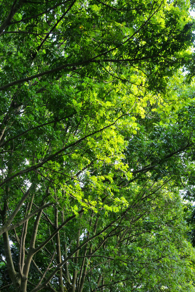 來看廣州版「芳草鮮美 落英繽紛」