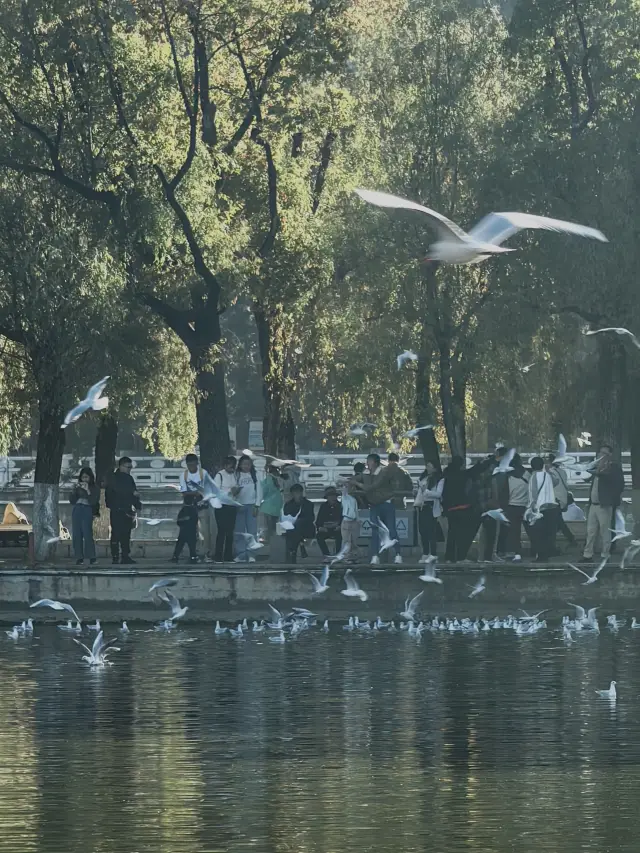 翠湖公園風景如畫