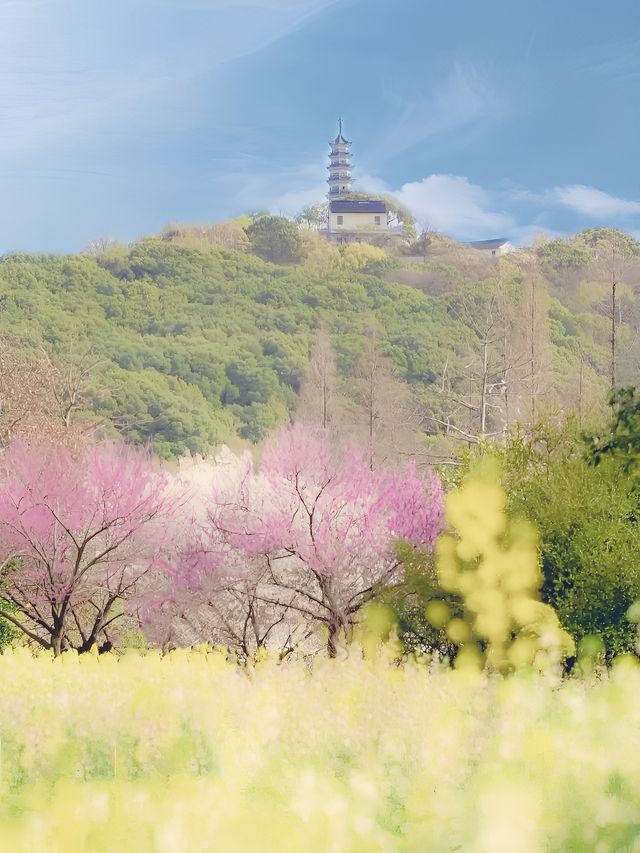 蘇州上方山森林公園春日賞花計劃出遊前必看