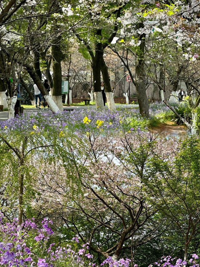 湖南省植物園櫻花海，春日賞花正當時