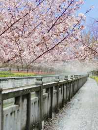 周末打卡鸡鸣寺 樱花都盛開啦