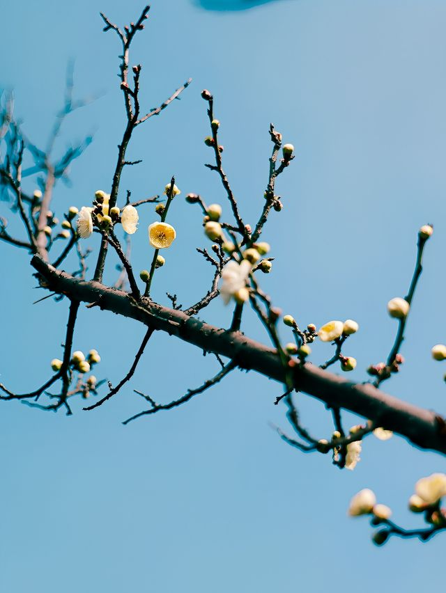 春天的約定：去宜興屺山看梅花