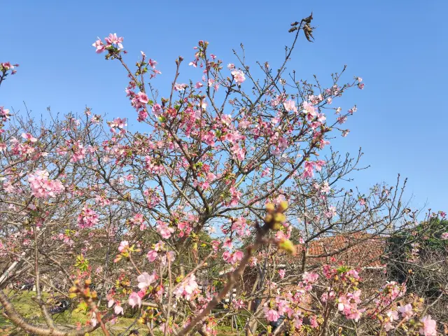 Cherry Blossoms at Guangzhou's Eighteen Arhats Mountain