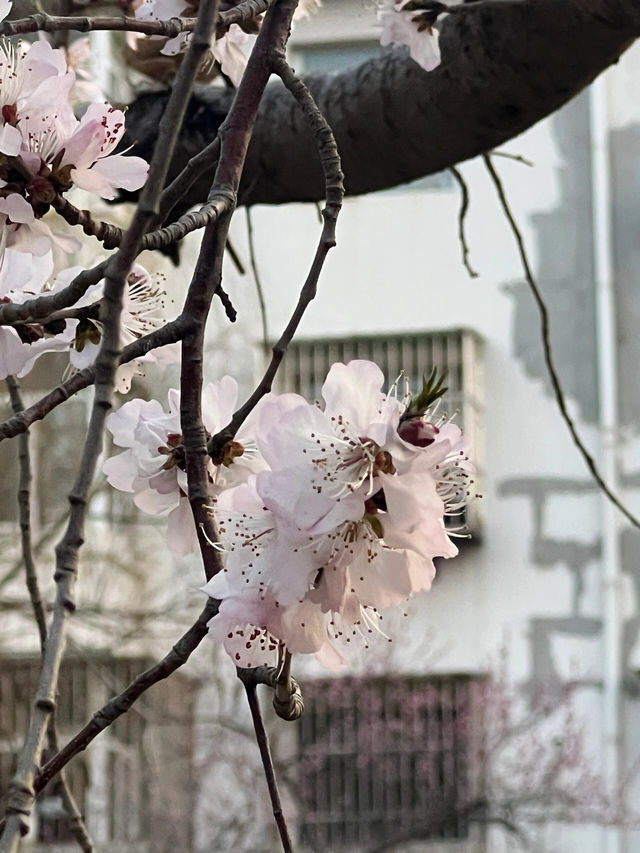 桃花園第一天開園