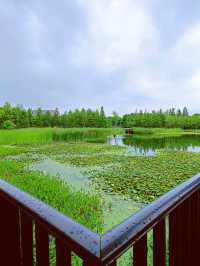 藏在濕地公園裡的寶藏民宿