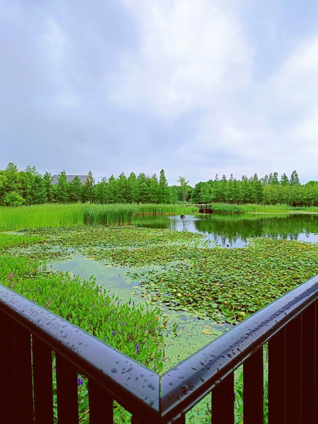 藏在濕地公園裡的寶藏民宿