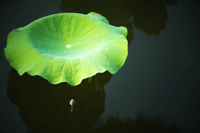 夏*夏*荷隨拍