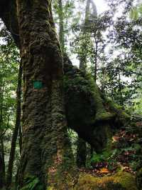 雲南高黎貢山，享受原始森林的氣息