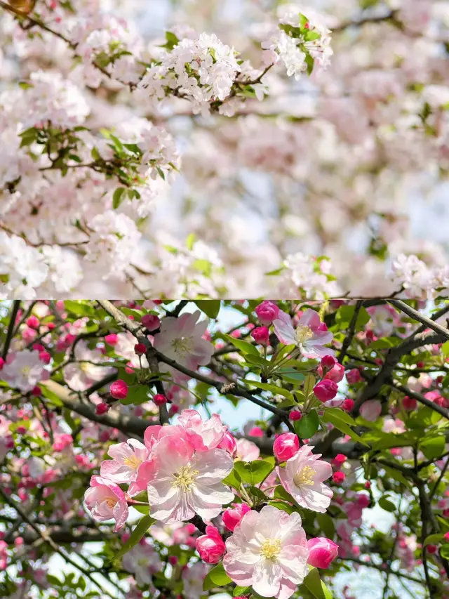 Begonia Flower Viewing Guide at Bisha Gang in Zhengzhou, keep this guide to avoid getting lost while enjoying the flowers