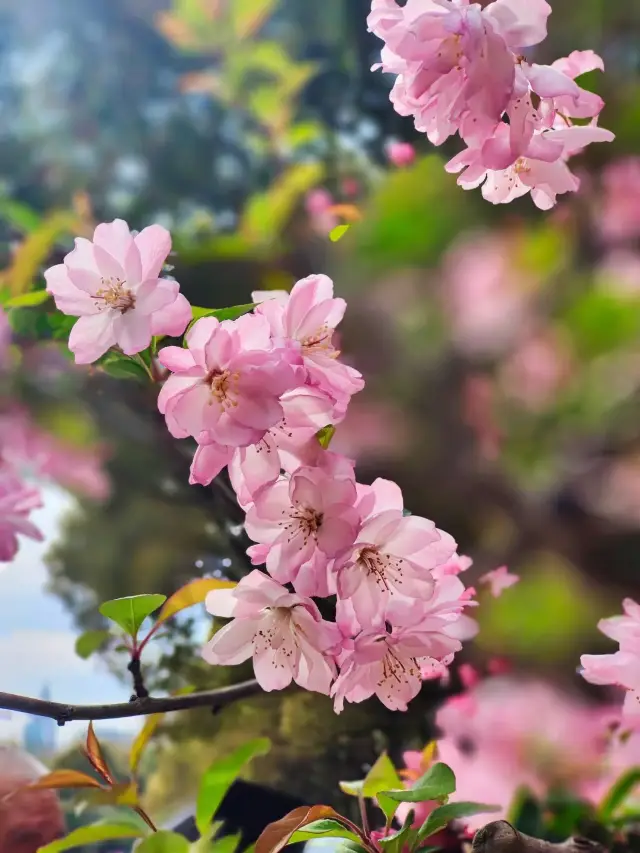 I'll let you in on a secret, the cherry blossoms at the zoo are also blooming beautifully