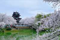 花筑奢·無錫｜在櫻花如雲似錦的季節，來鼋頭渚吧