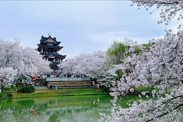 花筑奢·無錫｜在櫻花如雲似錦的季節，來鼋頭渚吧