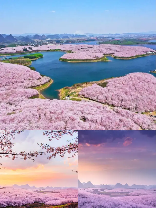 Pingba in Guizhou is the most beautiful cherry blossom viewing spot