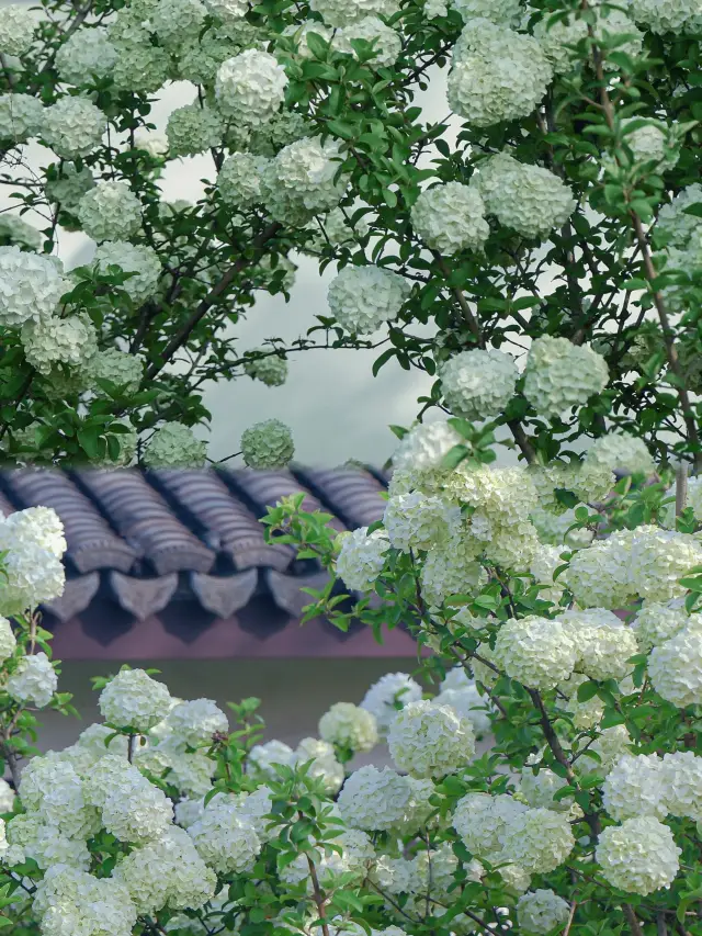 เมืองหางโจวในเดือนเมษายน ดอกไม้ไฮเดรนเยียที่โด่งดังที่สุดได้เตรียมพร้อมแล้ว