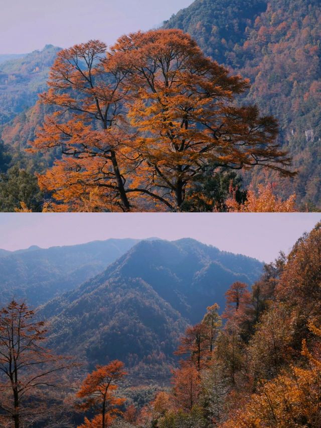 浙江寧波天童寺｜山間走禪，見性見佛