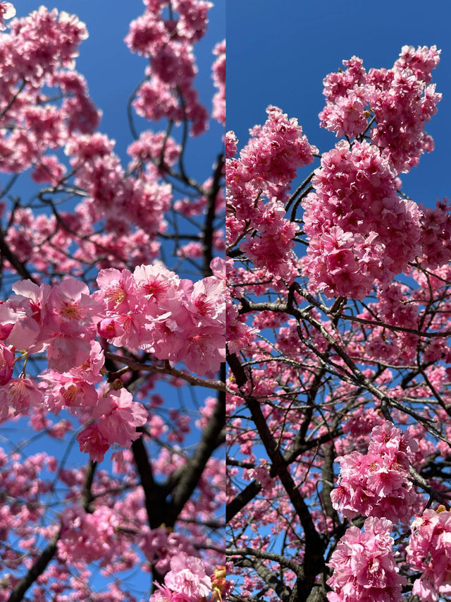 木場公園河岸櫻花盛開時