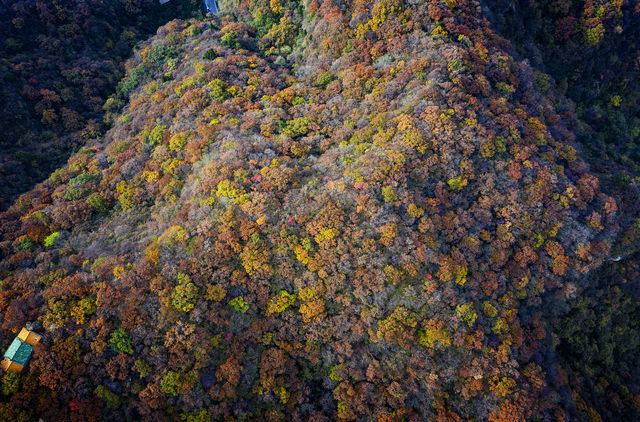 賞秋｜雲臺山漫天紅葉驚豔整個秋天