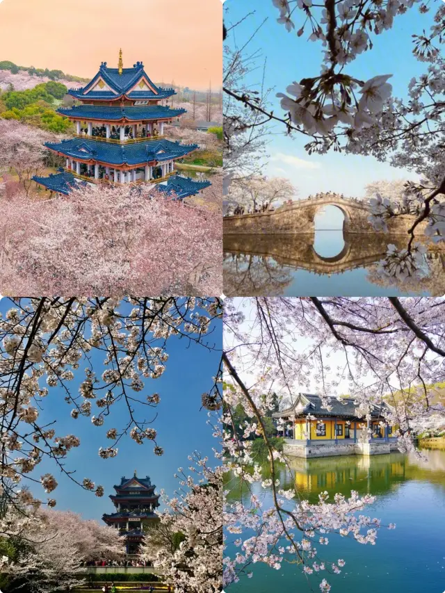 Turtle Head Isle|One of the "Top Three Cherry Blossom Viewing Spots in the World" (with guide)