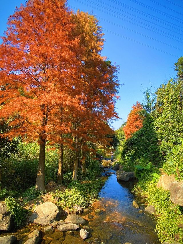 深圳馬峰山郊野公園，旅遊攻略