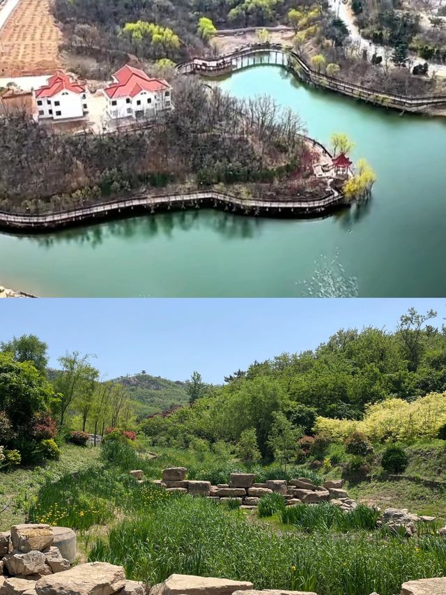 青島梅園～早春梅開