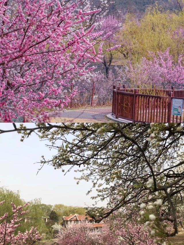 青島梅園～早春梅開