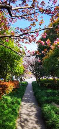高東櫻花園：上海最長的沿河櫻花長廊