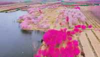 春天到大村賞花吧