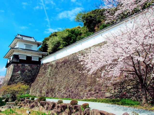 Cherry Blossom Dreaming