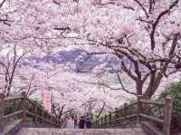 Oboshy Nature and Hanami