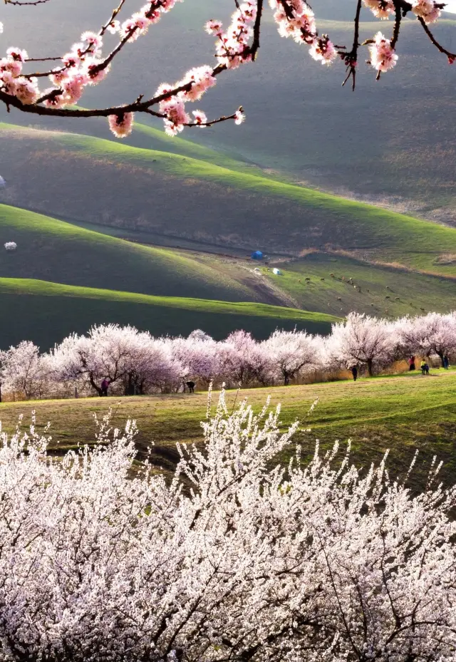 The Best Time to View Apricot Blossoms in Xinjiang~Guide