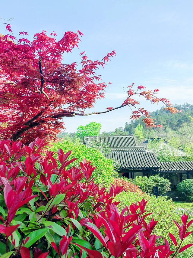 安吉悦榕莊，水韻靈動，紅葉勝花