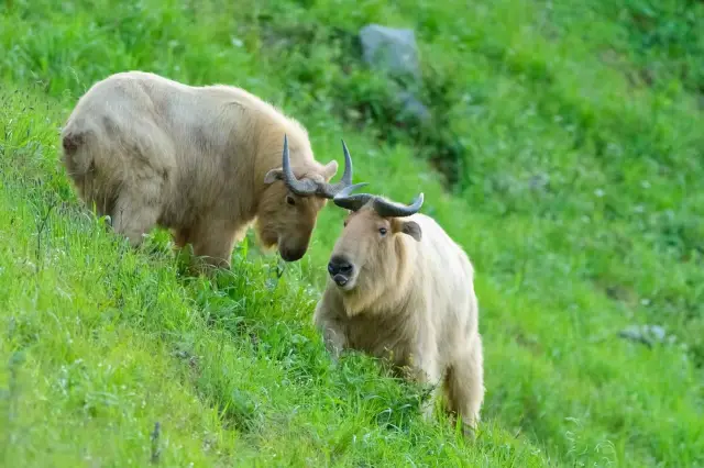 Điểm kho báu - Tangjiahe