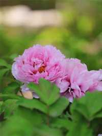 雲想衣裳花想容，春風拂檻露華濃