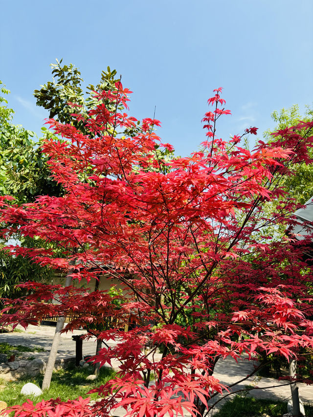 踏進山野裡採一抹綠