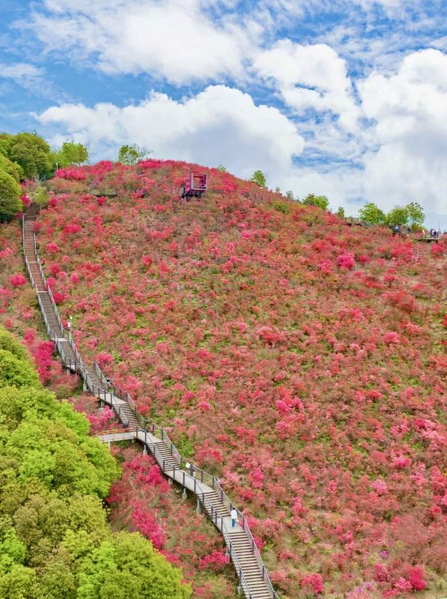 溫州被問爆的杜鵑花山，發朋友圈贏麻了！