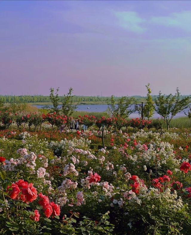 南京周，滁州明湖公園，薔薇花盛宴等你來！