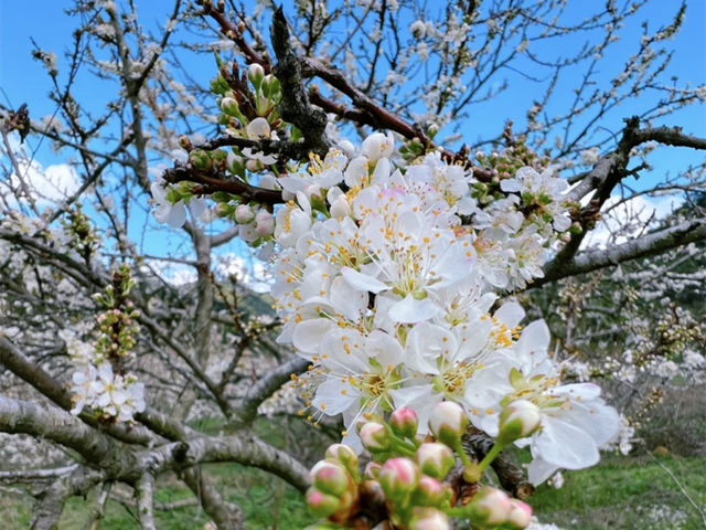 尽赏春天浪漫一桂峰李花。