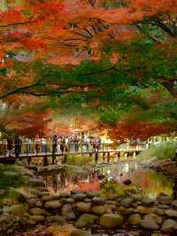 上海市中心的公園都這麼美的嘛！！