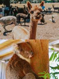 南澳大利亞旅遊｜和可愛的野生動物們say hi