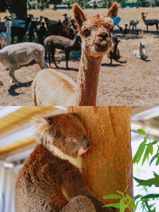 南澳大利亞旅遊｜和可愛的野生動物們say hi