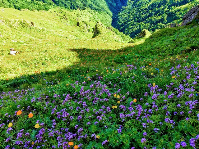 京西高山花海草甸｜夏日小五台·徒步之旅～
