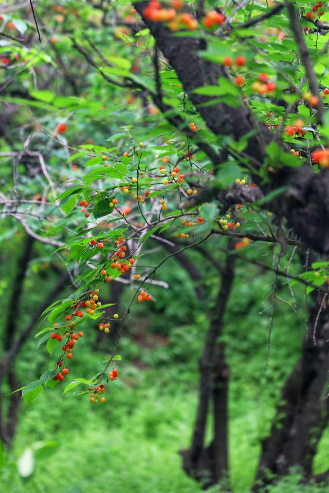 我的人生FIRST|免费采摘千年樱桃沟