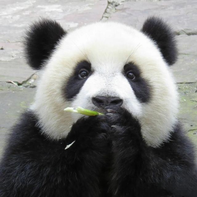 Zheng Zheng, a Beauty Ever Since Childhood
