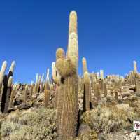 Cactus island!