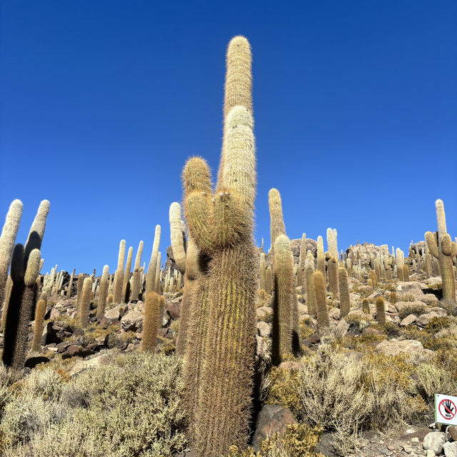 Cactus island!