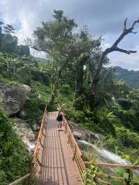 Rainforest Wonders 💚