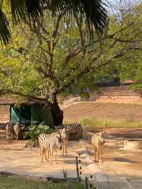 深圳野生動物園。