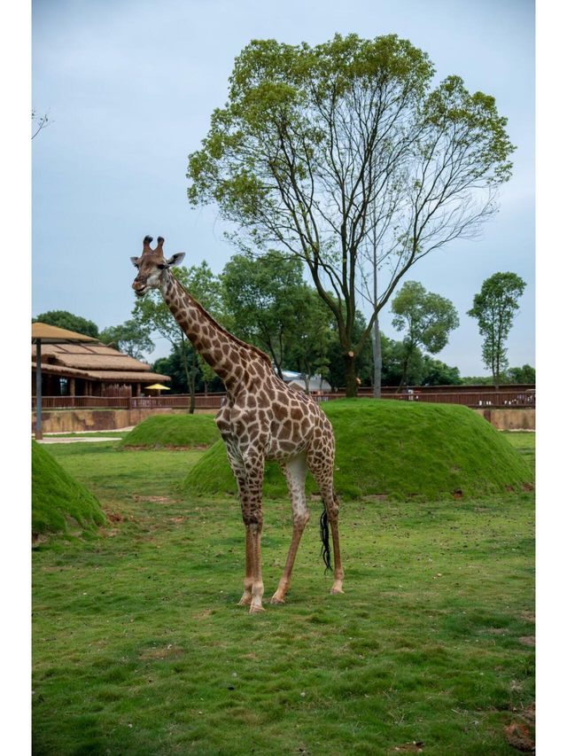 長隆分隆江西 | 唯美動物世界親子遊樂聖地。