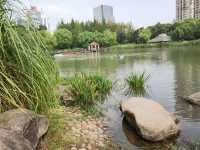 新虹橋中心花園。