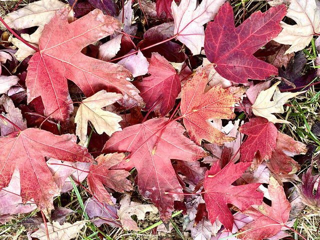 勞模牆邊上的一抹紅色 明城牆遺址公園北京。